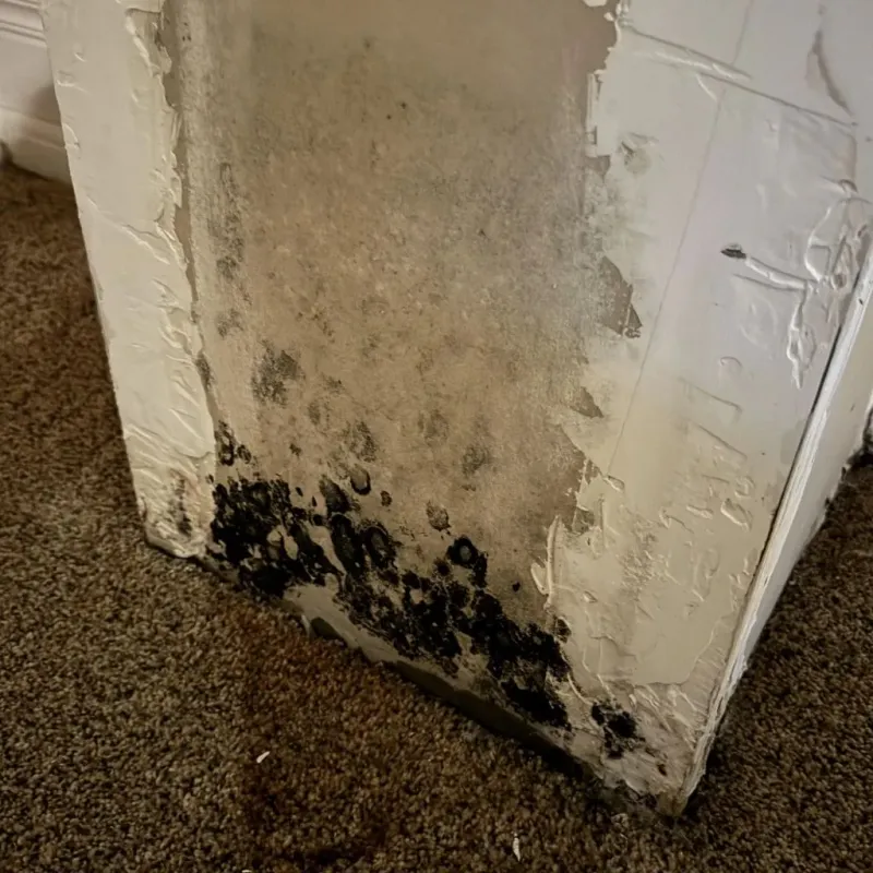 Professional Mold Removal in Eden Prairie, MN